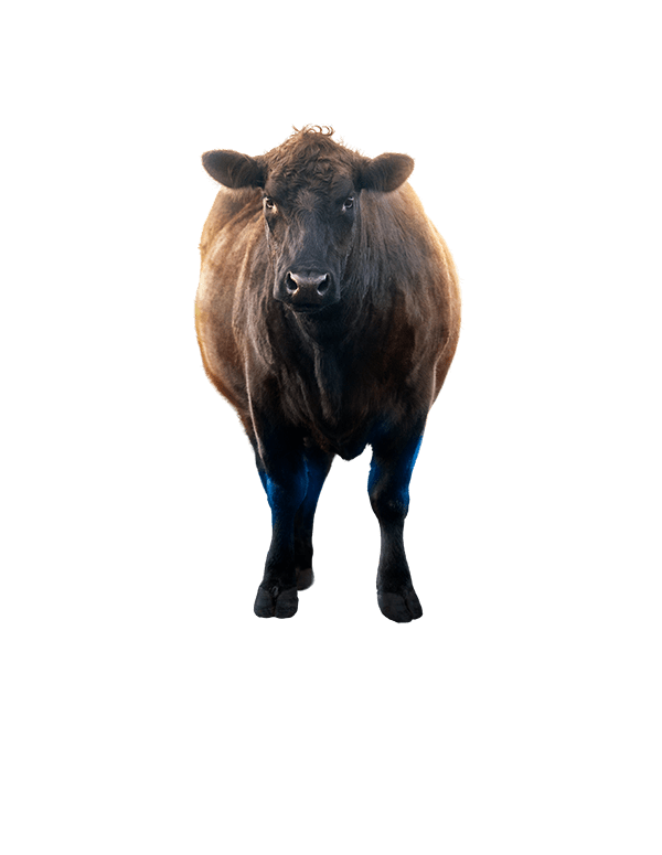 肉牛